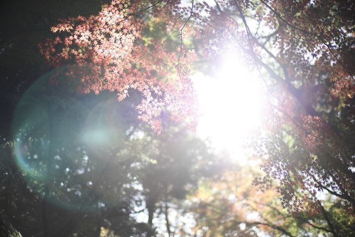 EOS R6 Mark IIANOKTON 50mm F1 AsphericalAF1.0A1/2500bAISO100A+2.0EVAsN`[X^CFX^_[hAzCgoXFI[gARAWBeʐ^i6000×4000A12.6MBj