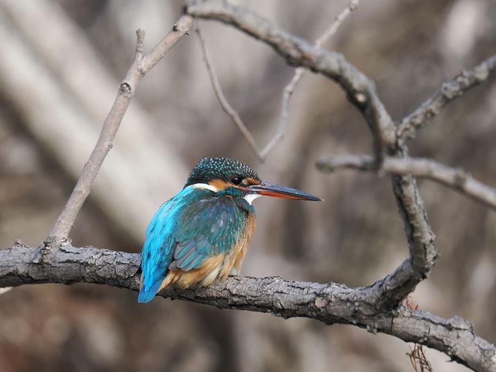 OM-1 Mark IIAM.ZUIKO DIGITAL ED 150-600mm F5.0-6.3 ISA600mmi35mmZ1200mmjAF6.3A1/100bAISO200AzCgoXFI[gAsN`[[hFi-FinishBeʐ^i5184×3888A7.9MBj