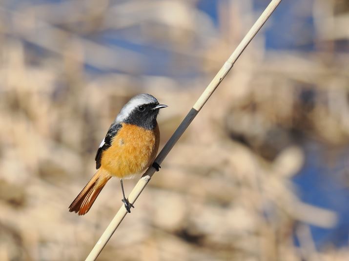 OM-1 Mark IIAM.ZUIKO DIGITAL ED 150-600mm F5.0-6.3 ISA600mmi35mmZ1200mmjAF6.3A1/400bAISO200AzCgoXFI[gAsN`[[hFi-FinishBeʐ^i5184×3888A7.3MBj