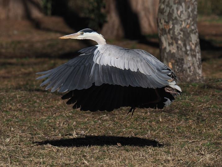 OM-1 Mark IIAM.ZUIKO DIGITAL ED 150-600mm F5.0-6.3 ISA262mmi35mmZ524mmjAF6.3A1/2000bAISO200AzCgoXFI[gAsN`[[hFi-FinishBeʐ^i5184×3888A9.2MBj