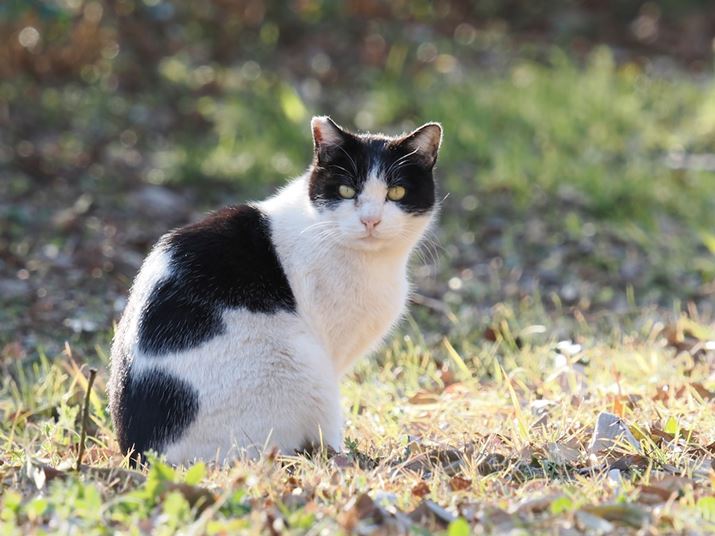 OM-1 Mark IIAM.ZUIKO DIGITAL ED 150-600mm F5.0-6.3 ISA400mmi35mmZ800mmjAF8.0A1/40bAISO200AzCgoXFI[gAsN`[[hFi-FinishBeʐ^i5184×3888A7.4MBj