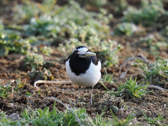 OM-1 Mark IIAM.ZUIKO DIGITAL ED 150-600mm F5.0-6.3 ISA840mmi35mmZ1680mmjAF9.0A1/25bAISO200AzCgoXFI[gAsN`[[hFi-FinishBeʐ^i5184×3888A7.4MBj