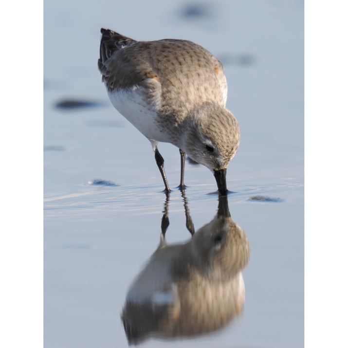 OM-1 Mark IIAM.ZUIKO DIGITAL ED 150-600mm F5.0-6.3 ISA1200mmi35mmZ2400mmjAF13.0A1/250bAISO400AzCgoXFI[gAsN`[[hFi-FinishBeʐ^i3888×5184A7.3MBj