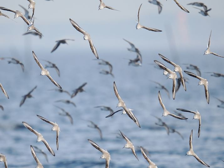 OM-1 Mark IIAM.ZUIKO DIGITAL ED 150-600mm F5.0-6.3 ISA600mmi35mmZ1200mmjAF6.3A1/4000bAISO2500AzCgoXFI[gAsN`[[hFi-FinishBeʐ^i5184×3888A7.6MBj