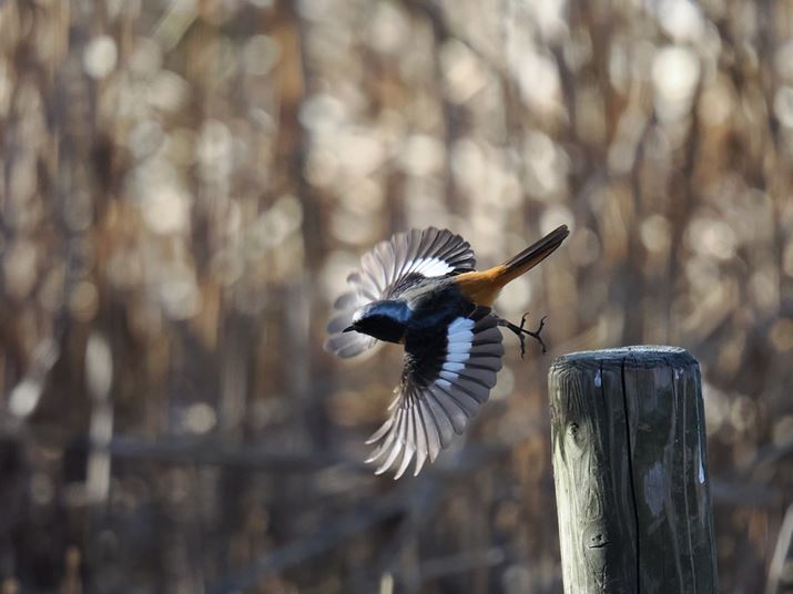 OM-1 Mark IIAM.ZUIKO DIGITAL ED 150-600mm F5.0-6.3 ISA600mmi35mmZ1200mmjAF6.3A1/4000bAISO5000AzCgoXFI[gAsN`[[hFi-FinishBeʐ^i5184×3888A9.1MBj