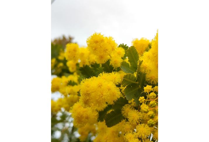 Ɠ\}50mm̃fW^Y[ŎBeBmCYōוĂ邪g債ȂΕ`ʂ͂܂܂