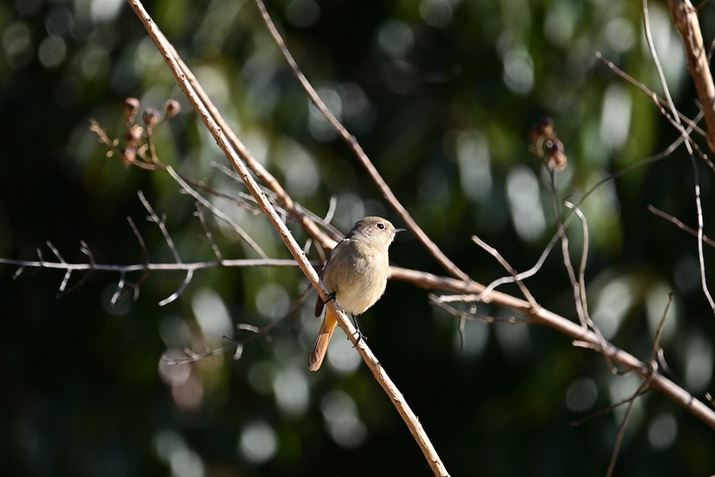 Z 8ANIKKOR Z 400mm f/4.5 VR SA400mmi35mmZ600mmADXNbvjAF4.5A1/2000bAISO400A+1.0EVAWBFRI[gAsN`[Rg[FiBeʐ^i5392×3592j