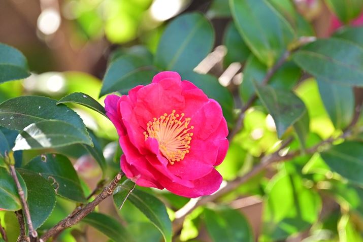 Z 8ANIKKOR Z 400mm f/4.5 VR SA400mmi35mmZ600mmADXNbvjAF4.5A1/640bAISO1000A+1.0EVAWBFRI[gAsN`[Rg[FiBeʐ^i5392×3592j