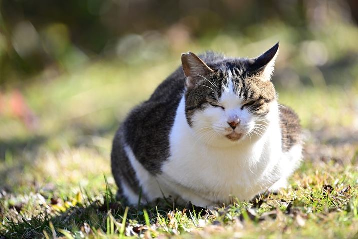 Z 8ANIKKOR Z 400mm f/4.5 VR SAF4.5A1/400bAISO220A+1.0EVAWBFRI[gAsN`[Rg[FiBeʐ^i8256×5504j