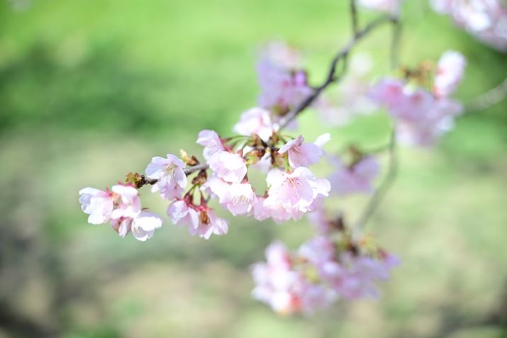 Lp[35mm̍ŒZBe܂ŊĊJF2ŎBe܂BwiL荞݂Ȃ_Ci~bNȕ`ʂy߂͍̂LpȂł͂łZ 8A35-150mm F/2-2.8 Di III VXDA35mmAF2A1/800bAISO100A+1.7EVAzCgoXF4500Ki0AG1jAsN`[X^CFVIVID