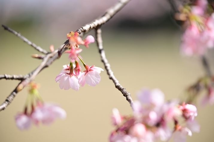 ͖][150mm̍ŒZBe܂ŊAJF2.8ŎBe܂BʊE[x̐󂢂炩ȎԂт̕`ʂɃ}b`Ă܂Z 8A35-150mm F/2-2.8 Di III VXDA150mmAF2.8A1/2000bAISO250A+1EVAzCgoXFVAsN`[X^CFVIVID