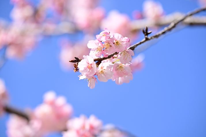 ΂߂瓖gƂŁAԂтɗ̊܂Ă܂B󂪔wiɂȂAOŎBĂ̂|CgBXdオłZ 8A35-150mm F/2-2.8 Di III VXDA150mmAF4A1/640bAISO100A+1EVAzCgoXFVi0AM0.25jAsN`[X^CFVIVID