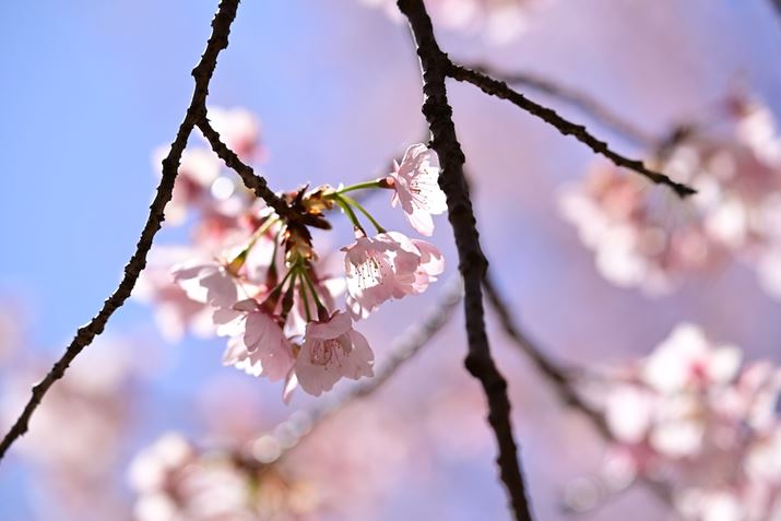 ͋tœԂтBeBƂ藎͋CŁAɌfڂʐ^Ƃ͂܂̏iłZ 8A35-150mm F/2-2.8 Di III VXDA150mmAF4A1/2500bAISO250A+1EVAzCgoXFVi0AM0.25jAsN`[X^CFVIVID