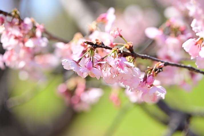 wi傫ڂƂŃLLlqۓI1ɁBnʂwiɁAXƂΐFiD̃ANZgɂȂĂ܂Z 8A35-150mm F/2-2.8 Di III VXDA150mmAF4A1/400bAISO100A+1EVAzCgoXFVi0AM0.25jAsN`[X^CFVIVID