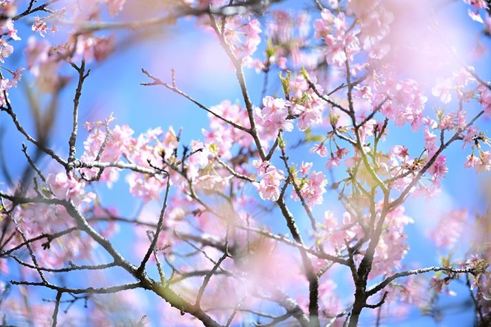 ͐Ɨ΂߂ɐݒ肵ĎBeBx̓N[Ȋō̎pBeł܂BłO{PĂ܂Z 8A35-150mm F/2-2.8 Di III VXDA150mmAF2.8A1/640bAISO100A+1.7EVAzCgoXF4500Ki0AG1jAsN`[X^CFVIVID