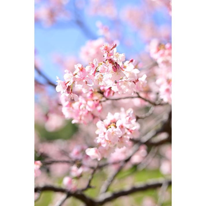 ʐ^Ȃ̂ŁgÂɍ炢Ăh悤Ɍ܂Aۂ͎ܕ10m/sȏ̕A񂮂}h钆ŎB1BReBjAXAFp邱ƂŁAN[YAbvۂsg킹₷Ȃ܂Z 8A35-150mm F/2-2.8 Di III VXDA84mmAF4A1/1250bAISO250A+1.3EVAzCgoXFVi0AM0.25jAsN`[X^CFVIVID