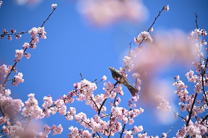 ̖؁XɏW܂쒹茟oAsg킹ȂBeł܂Z 8A35-150mm F/2-2.8 Di III VXDA150mmAF2.8A1/1250bAISO100A+0.7EVAzCgoXFAUTO1AsN`[X^CFVIVIDAJRAWizCgoX̂݁j