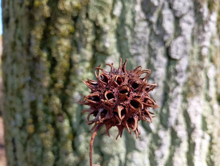 ~WotE̎}NJŎBeBڎʎBey߂邪A200f̂߉𑜊͂܂荂Ȃ