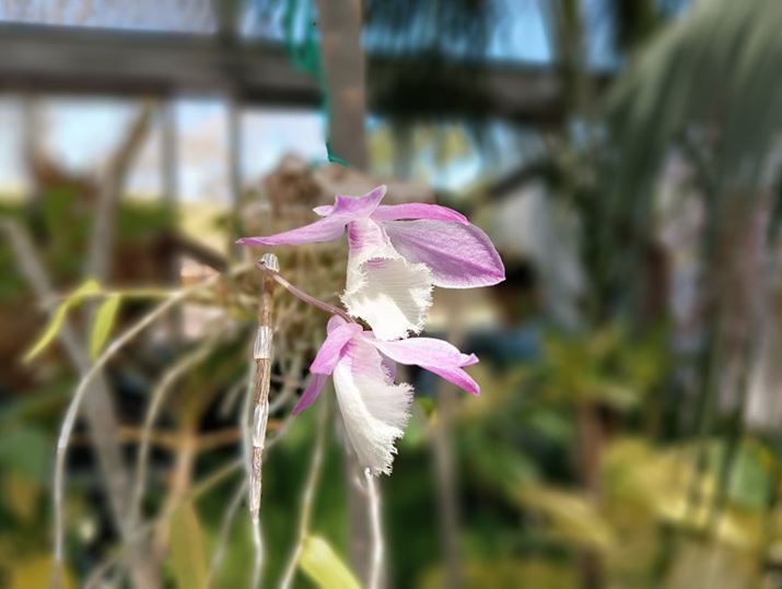 wiڂgăBeBFl1.0̃{PČĂBԂ̕tĂ}Ƃ₿͂Ȉۂ