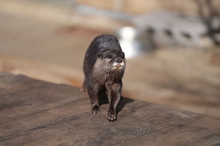 7R VAFE 70-200mm F2.8 GM OSS IIA200mmAISO100AF2.8A1/1600bAzCgoXFI[gANGCeBubNFSTBeʐ^i9504×6336A35.2MBj