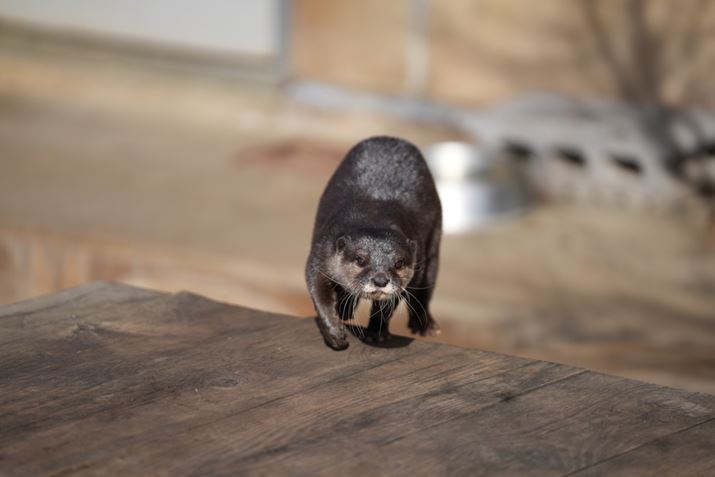 7R VA70-200mm F2.8 DG DN OSA200mmAISO100AF2.8A1/1600bAzCgoXFI[gANGCeBubNFSTBeʐ^i9504×6336A33.9MBj