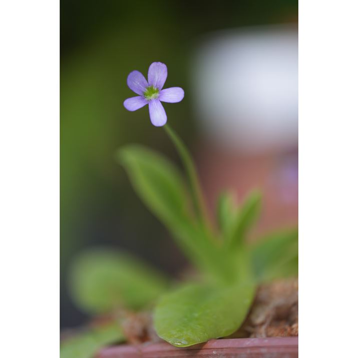 7R VAFE 70-200mm F2.8 GM OSS IIA200mmAISO100AF2.8A1/60bAzCgoXFI[gANGCeBubNFSTBeʐ^i6336×9504A32.9MBj