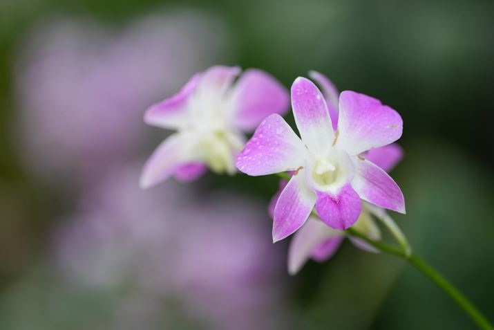 7R VAFE 70-200mm F2.8 GM OSS IIA200mmAISO400AF2.8A1/125bAzCgoXFI[gANGCeBubNFSTBeʐ^i9504×6336A34.7MBj