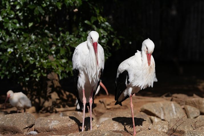 7R VAFE 70-200mm F2.8 GM OSS IIA133mmAISO100AF4A1/1250bAzCgoXFI[gANGCeBubNFSTBeʐ^i9504×6336A32.2MBj