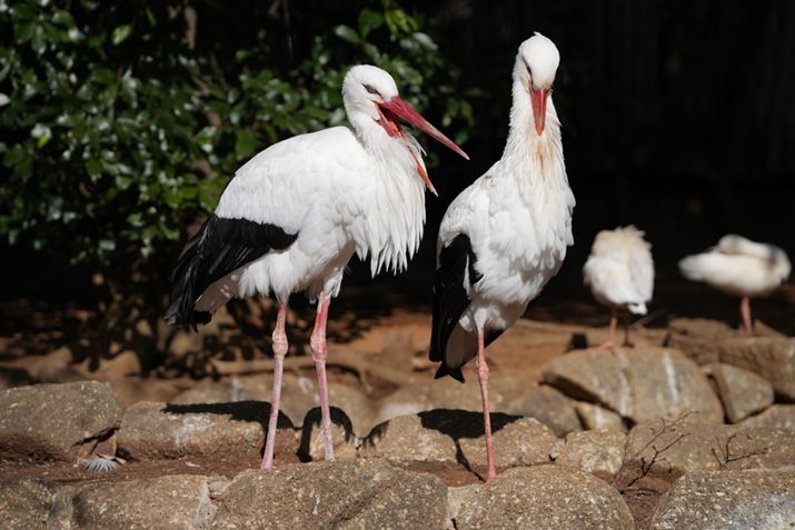 7R VA70-200mm F2.8 DG DN OSA136mmAISO100AF4A1/1250bAzCgoXFI[gANGCeBubNFSTBeʐ^i9504×6336A35.0MBj