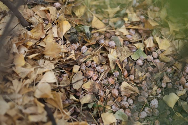 e̔ƐlEOS R6 Mark IIARF85mm F1.2 L USM DSAF1.2A1/320bAISO100AsN`[X^CFX^_[hAzCgoXFI[gARAW