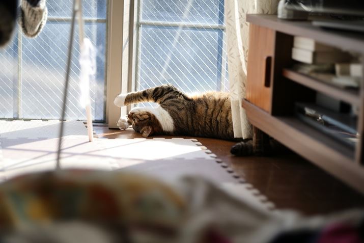 ȂƂ}Cy[Xȃ[EOS R6 Mark IIARF85mm F1.2 L USM DSAF1.2A1/800bAISO100A+1.0EVAsN`[X^CFX^_[hAzCgoXFI[gARAW