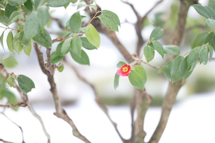 EOS R6 Mark IIARF85mm F1.2 L USM DSAF1.2A1/250bAISO100A+2.3EVAsN`[X^CFX^_[hAzCgoXFI[gARAW