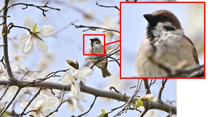 쒹BeBԘg̊g啔ƃV[vɎʂĂ邱Ƃ킩܂