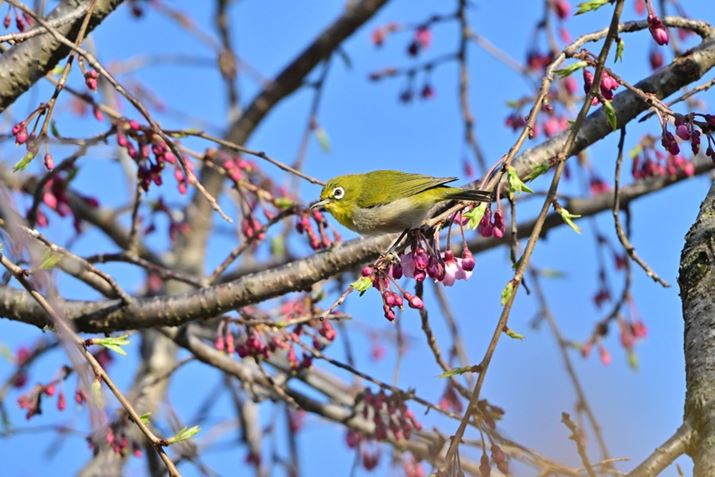 Z 8ANIKKOR Z 28-400mm f/4-8 VRA400mmiDXNbvA35mmZ600mmjAF8A1/2000bAISO1100A+0.3EVAWBFI[g0AsN`[Rg[FiAANeBuD-CeBOF苭1Beʐ^i5392×3592A11.1MBj