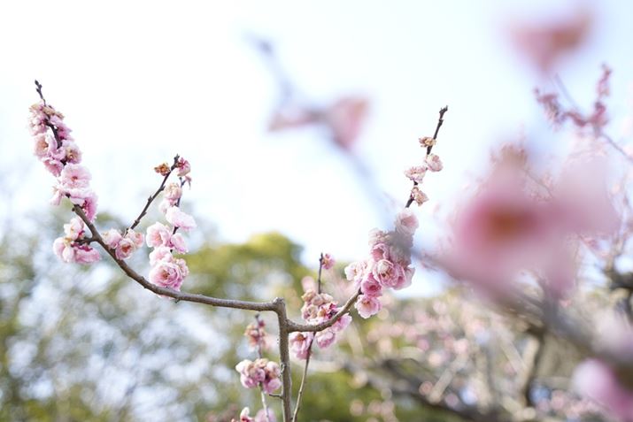 O{Pɔ~̉ԂĂ݂܂BĈ悢{Pł˃7C IIA20-40mm F/2.8 Di III VXDA40mmAF2.8A1/250bAISO100A+2.3EVAzCgoXFI[gANGCeBubNFSTBeʐ^i7008×4672A12.5MBj