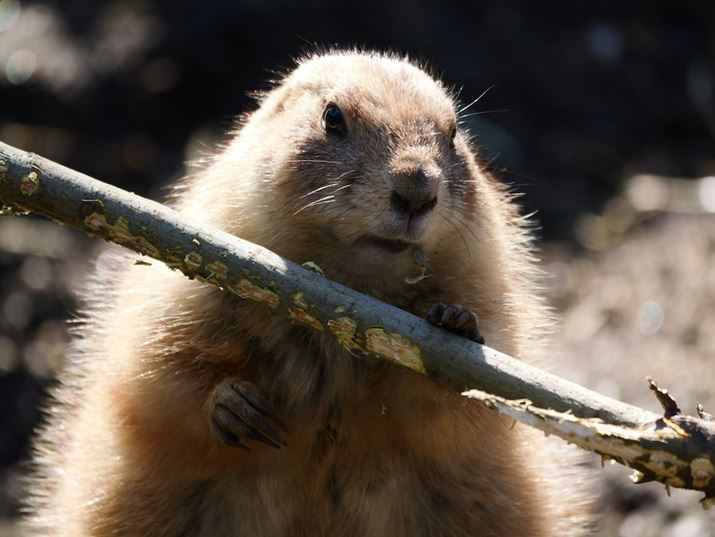 ][400mmi35mmZ800mmjŎBeB܂ŃY[~Oł΁A؂ĎBełLUMIX G9PROIIALEICA DG VARIO-ELMAR 100-400mm / F4.0-6.3 II ASPH. / POWER O.I.S.A400mmi35mmZ800mmjAF6.3A1/400bAISO500AzCgoXFVAtHgX^CFBBbh