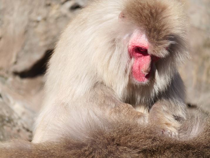 ][400mmi35mmZ800mmjŎBeBR̗lqLoG[VŎcLUMIX G9PROIIALEICA DG VARIO-ELMAR 100-400mm / F4.0-6.3 II ASPH. / POWER O.I.S.A400mmi35mmZ800mmjAF6.3A1/640bAISO250A+1.0EVAzCgoXFVAtHgX^CFBBbh