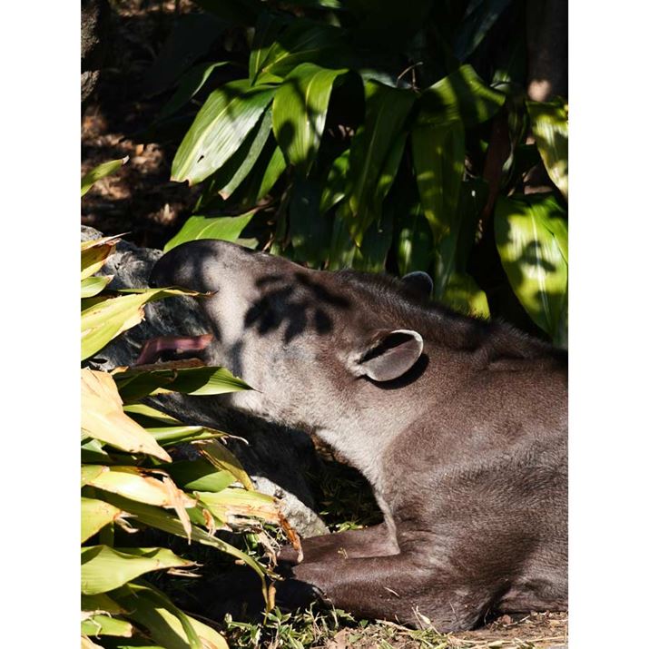 œ_120mmi35mmZ240mmjŃoNBeBɂeʔB]Y͂וɂڂLUMIX G9PROIIALEICA DG VARIO-ELMAR 100-400mm / F4.0-6.3 II ASPH. / POWER O.I.S.A120mmi35mmZ240mmjAF4.3A1/400bAISO100A-0.3EVAzCgoXFVAtHgX^CFBBbh