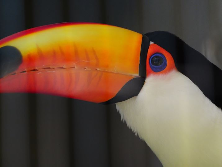 O̊iqڂȂA][400mmi35mmZ800mmjłƃN[YAbvB]vȂ̂ʂ荞݂₷V[]YƏȂ₷BŖ]Y􂷂vLUMIX G9PROIIALEICA DG VARIO-ELMAR 100-400mm / F4.0-6.3 II ASPH. / POWER O.I.S.A400mmi35mmZ800mmjAF6.3A1/640bAISO2000AzCgoXFVAtHgX^CFBBbh