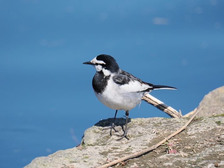 ][600mmi35mmZ1200mmjŎBeB쒹͒]YłȂƎBełȂʑ̂ŁAʓI400mmȏ̏œ_߂邪A35mmZŏœ_1200mm܂ň񂹂΁AuAꂽIvȂĕsƂ͂ȂȂOM-1 Mark IIAM.ZUIKO DIGITAL ED 150-600mm F5.0-6.3A600mmAF6.3A1/1600bAISO640A+0.3EVAzCgoXF5300KAdオݒFVivid