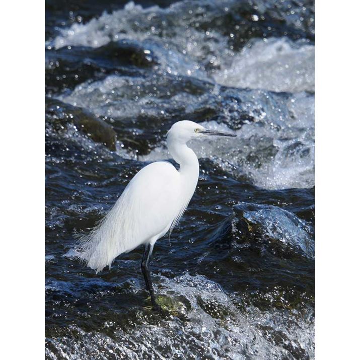 œ_523mmi35mmZ1046mmjŎBeBTM̖ѐ܂ŃV[vɌĂBkʂɂă_Ci~bNɐ̓\Ă̂|CgB͋`ʂ]炱OM-1 Mark IIAM.ZUIKO DIGITAL ED 150-600mm F5.0-6.3A523mmi35mmZ1046mmjAF7.1A1/800bAISO200A-0.3EVAzCgoXF5300KAdオݒFVivid