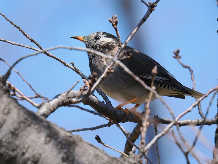 ][600mmi35mmZ1200mmjŎBeBOɗ]vȂ̂Ă蒹̖ڂɃsgĂBpœ_Ɋ֌WȂAAF̐x͈肵ĂăxOM-1 Mark IIAM.ZUIKO DIGITAL ED 150-600mm F5.0-6.3A600mmi35mmZ1200mmjAF6.3A1/1000bAISO500A+0.3EVAzCgoXF5300KAdオݒFVivid