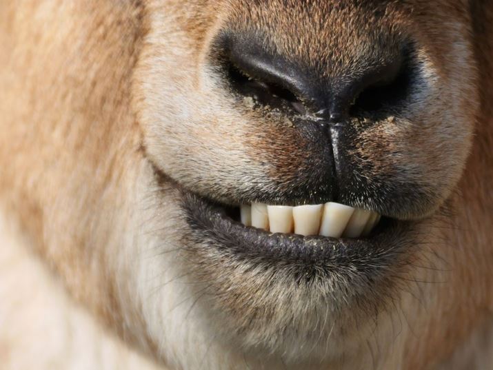 LUMIX G9PROIIALEICA DG VARIO-ELMAR 100-400mm / F4.0-6.3 II ASPH. / POWER O.I.S.{DMW-TC20AA800mmi35mmZ1600mmjAF13A1/500bAISO1600A+0.3EVAzCgoXFVAtHgX^CFBBbh