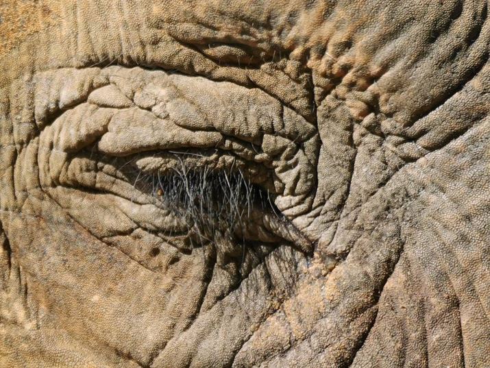 LUMIX G9PROIIALEICA DG VARIO-ELMAR 100-400mm / F4.0-6.3 II ASPH. / POWER O.I.S.{DMW-TC20AA800mmi35mmZ1600mmjAF13A1/400bAISO1000AzCgoXFVAtHgX^CFBBbh