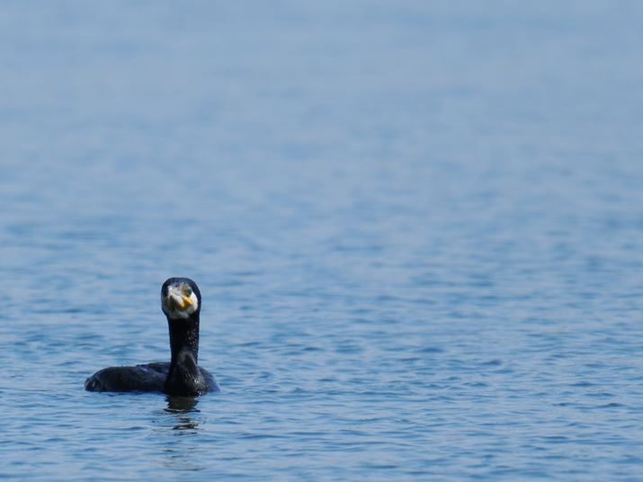 OM-1 Mark IIAM.ZUIKO DIGITAL ED 150-600mm F5.0-6.3{MC-20A1200mmi35mmZ2400mmjAF13A1/800bAISO800AzCgoXF5300KAdオݒFVivid