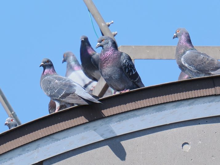 OM-1 Mark IIAM.ZUIKO DIGITAL ED 150-600mm F5.0-6.3{MC-20A1200mmi35mmZ2400mmjAF13A1/500bAISO1000A+0.3EVAzCgoXF5300KAdオݒFVivid