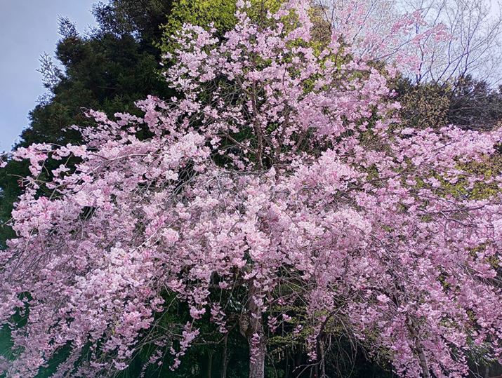 ̔F͑N₩Bwi̋Ǝ؂̖̋Â傫ɋUF