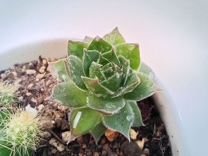 }NBʑ̂4cmx܂ŋ߂ÂĎBeł