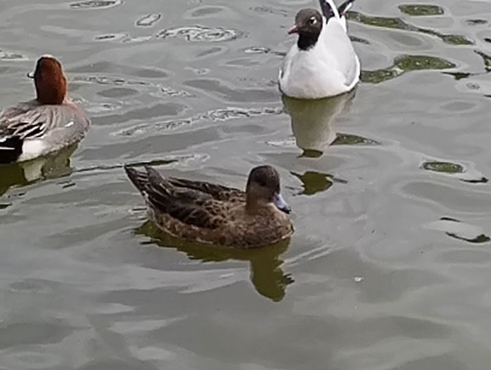 fW^Y[10{ŎBeBɉ掿͑eȂAꂢɎBɂ͏