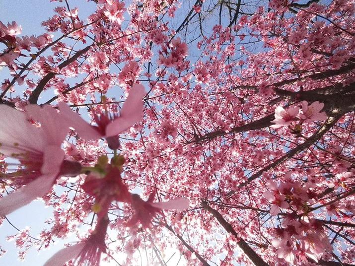 INSTAX PalAF2.2A1/2000bAISO100